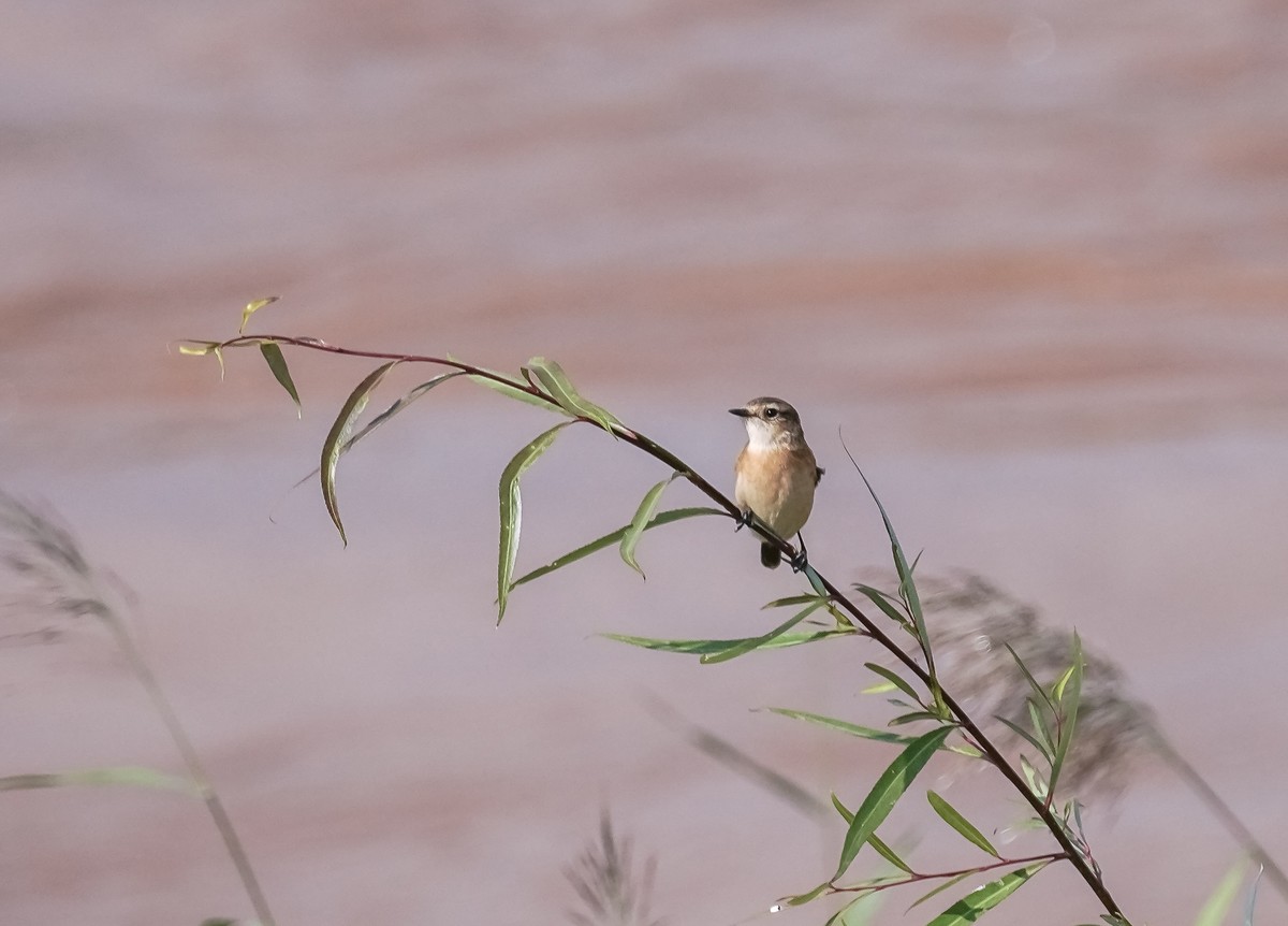 兰州黄河边拍的黑喉石鵖