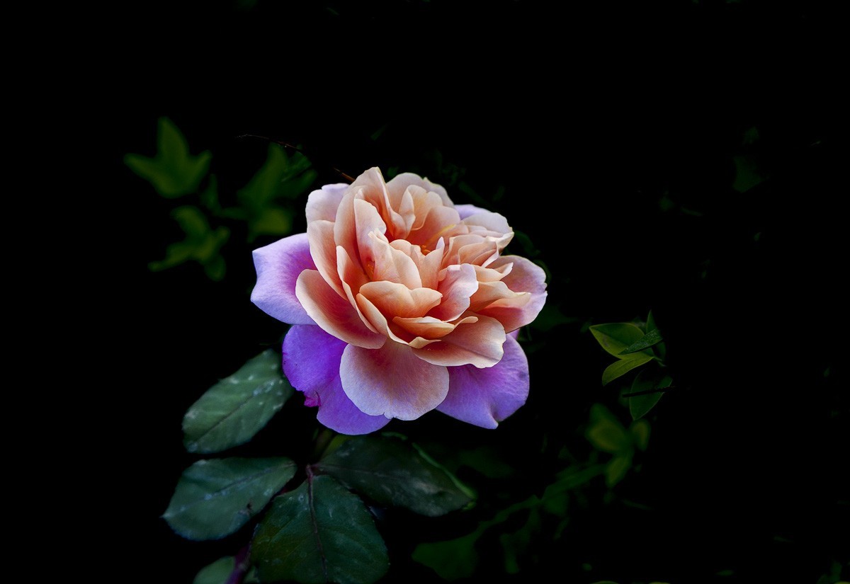 百花园（74）-----极品月季