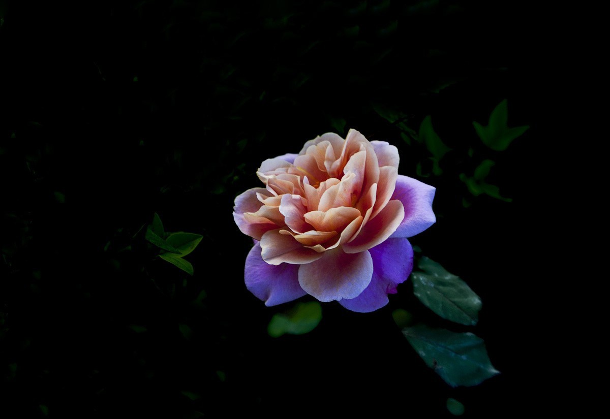 百花园（74）-----极品月季