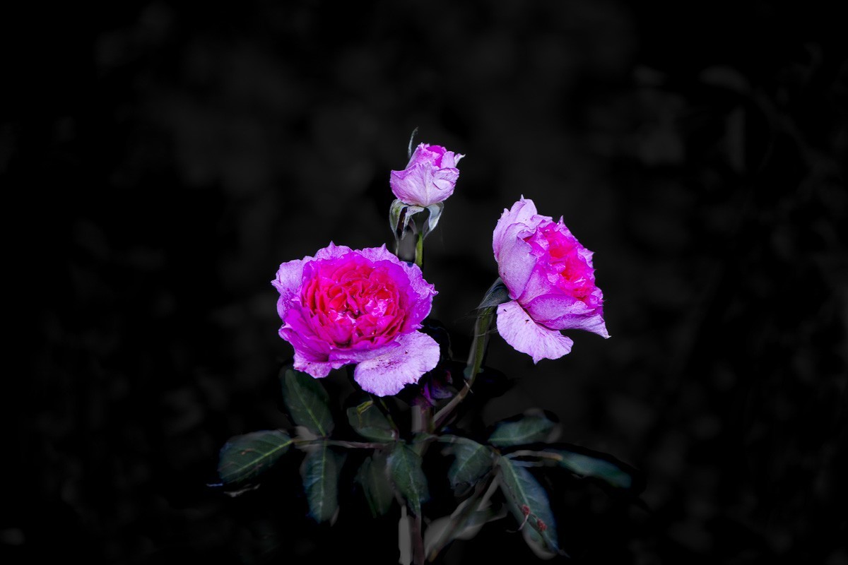 百花园（74）-----极品月季