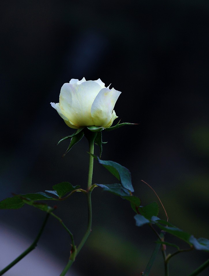 技术讨论帖《别把前妻（前期）忘了！她是提升画面效果的有效办法》尤其是拍树叶花草