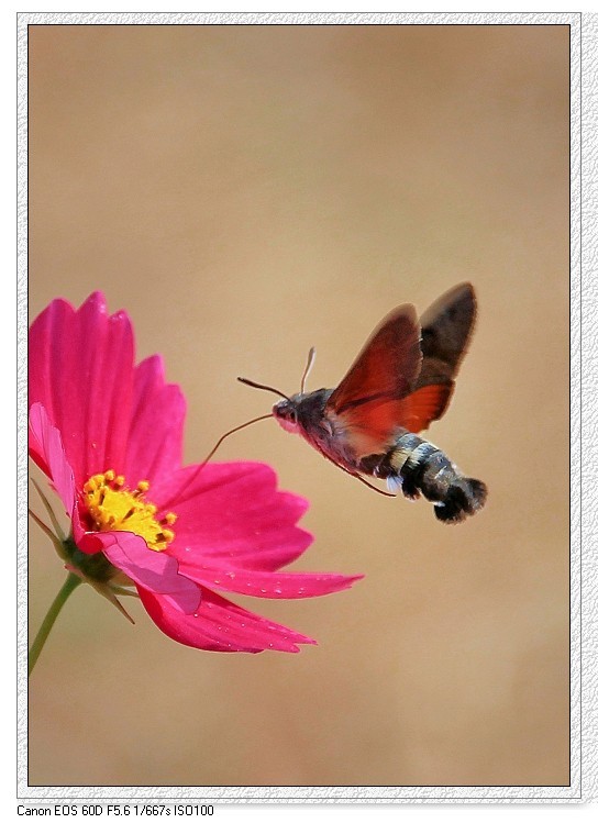 技术讨论帖《别把前妻（前期）忘了！她是提升画面效果的有效办法》尤其是拍树叶花草