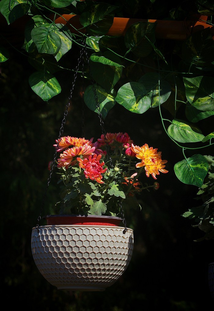技术讨论帖《别把前妻（前期）忘了！她是提升画面效果的有效办法》尤其是拍树叶花草