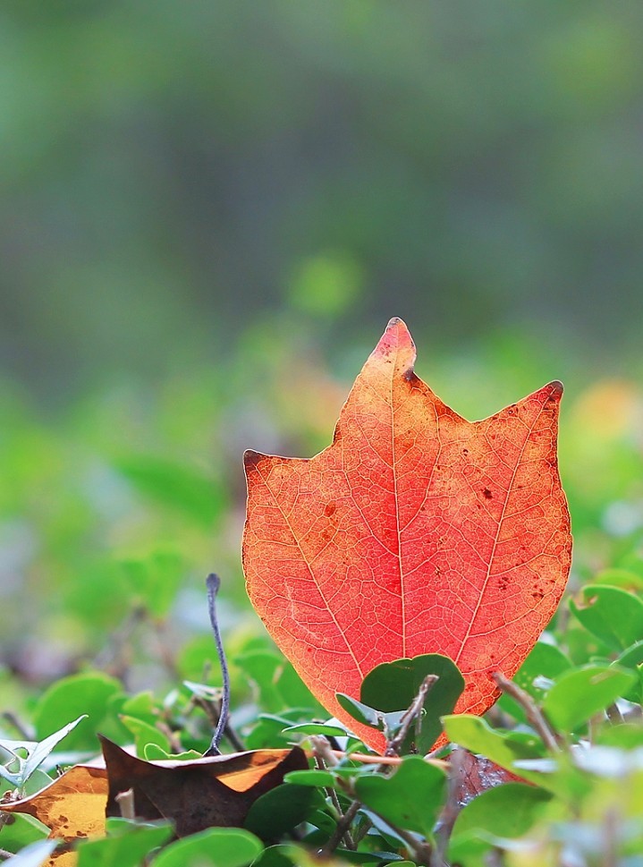 技术讨论帖《别把前妻（前期）忘了！她是提升画面效果的有效办法》尤其是拍树叶花草