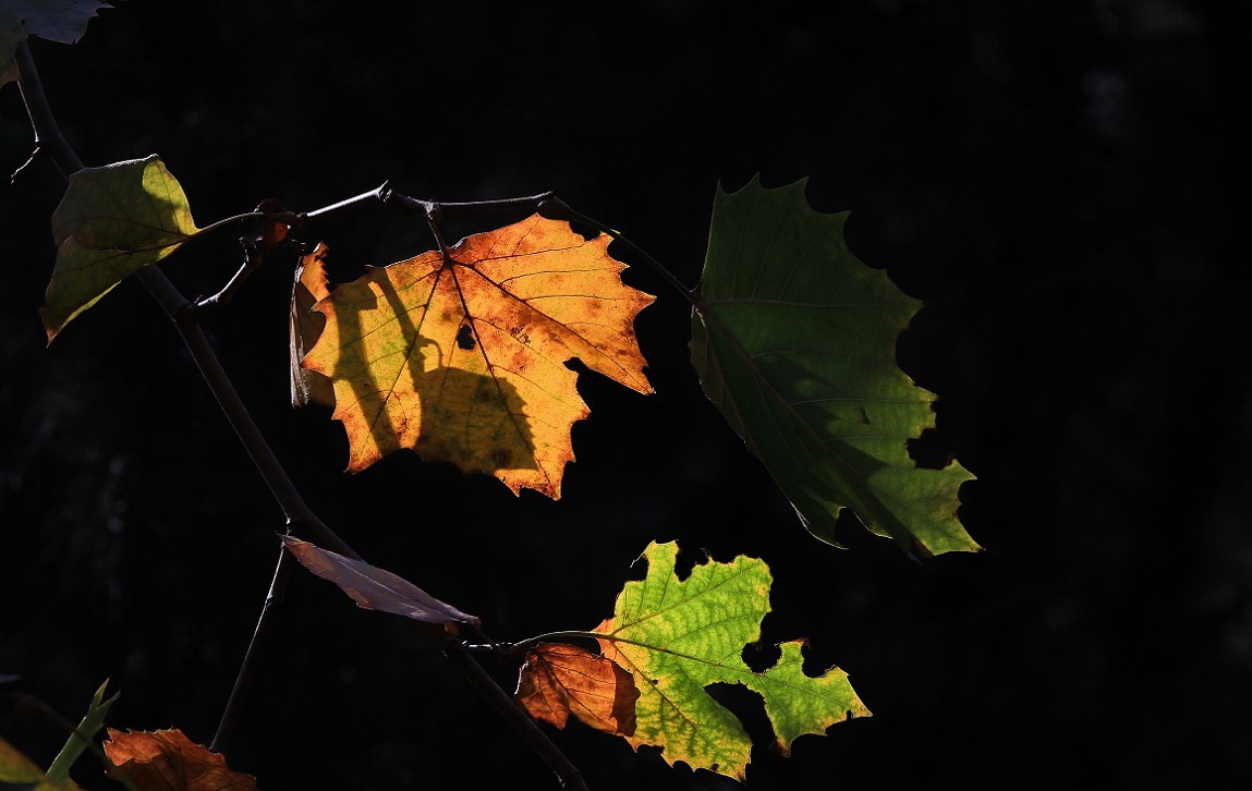 技术讨论帖《别把前妻（前期）忘了！她是提升画面效果的有效办法》尤其是拍树叶花草