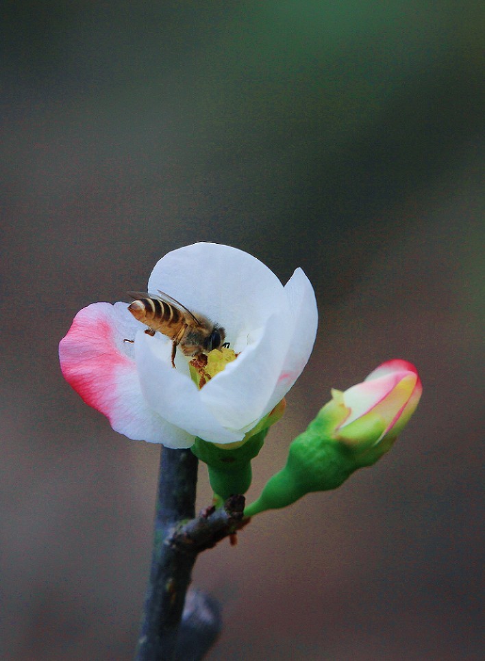 技术讨论帖《别把前妻（前期）忘了！她是提升画面效果的有效办法》尤其是拍树叶花草