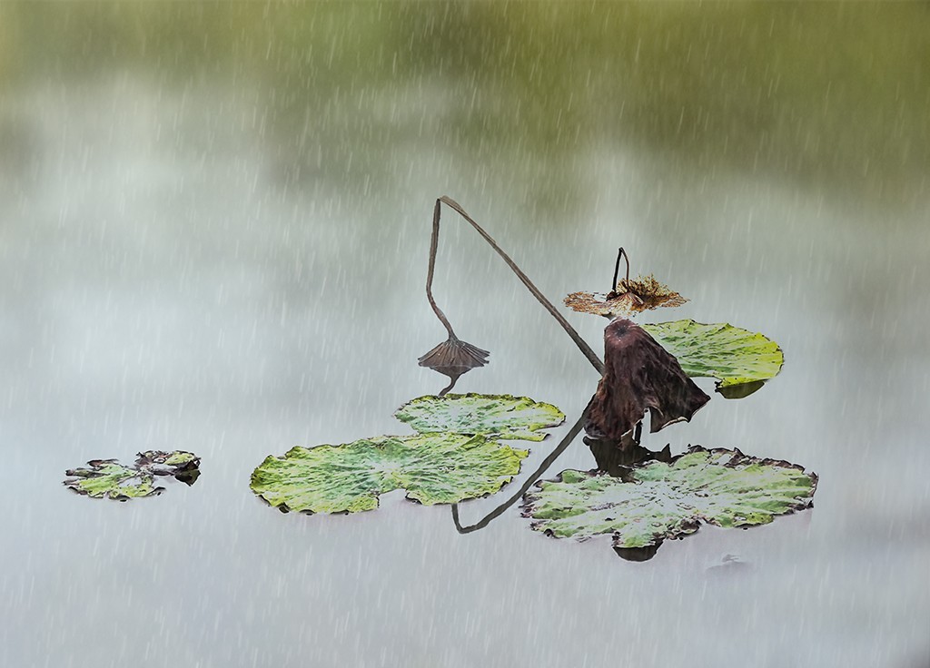 【原创】残荷·雨中垂钓