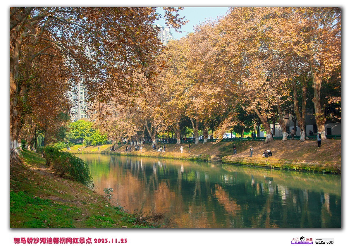 成都沙河梧桐(A)