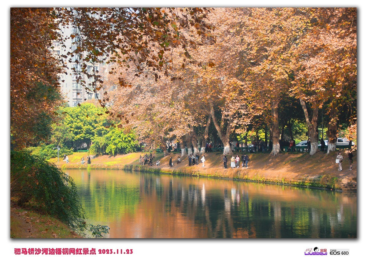 成都沙河梧桐(A)