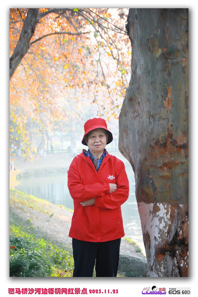 成都沙河梧桐(A)