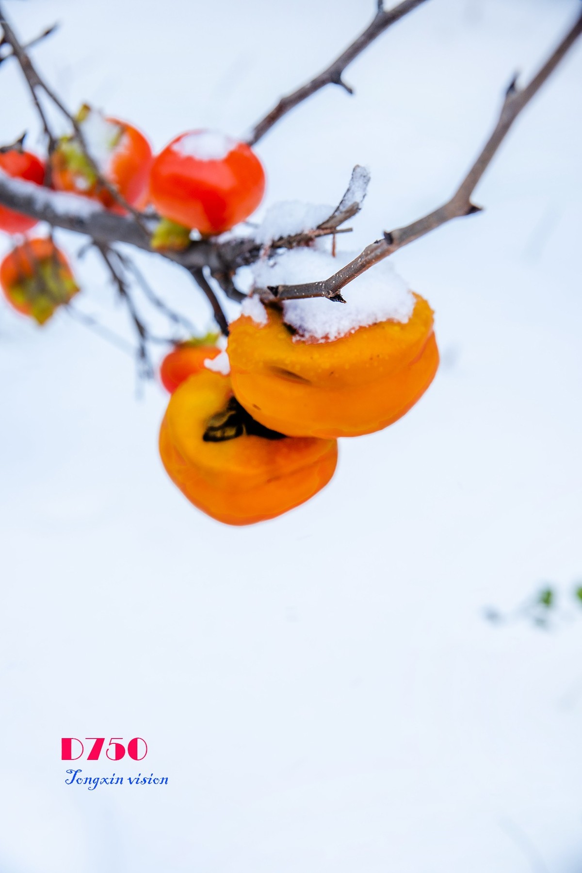 入冬塞北第一场雪（3）