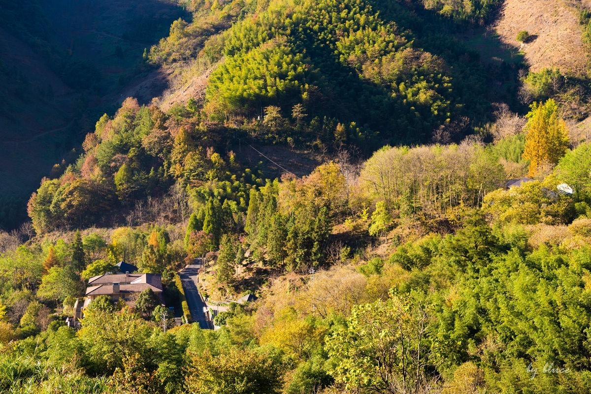 秋游天目山（四）