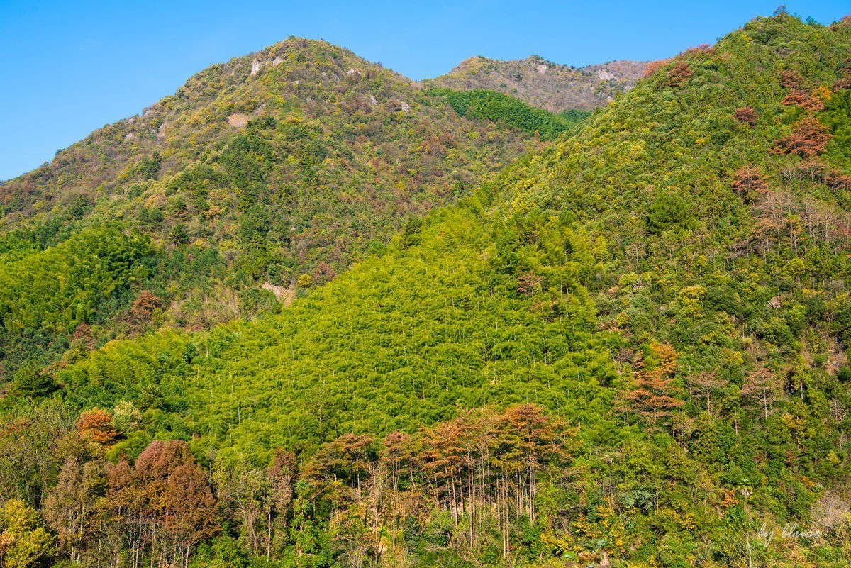 秋游天目山（四）