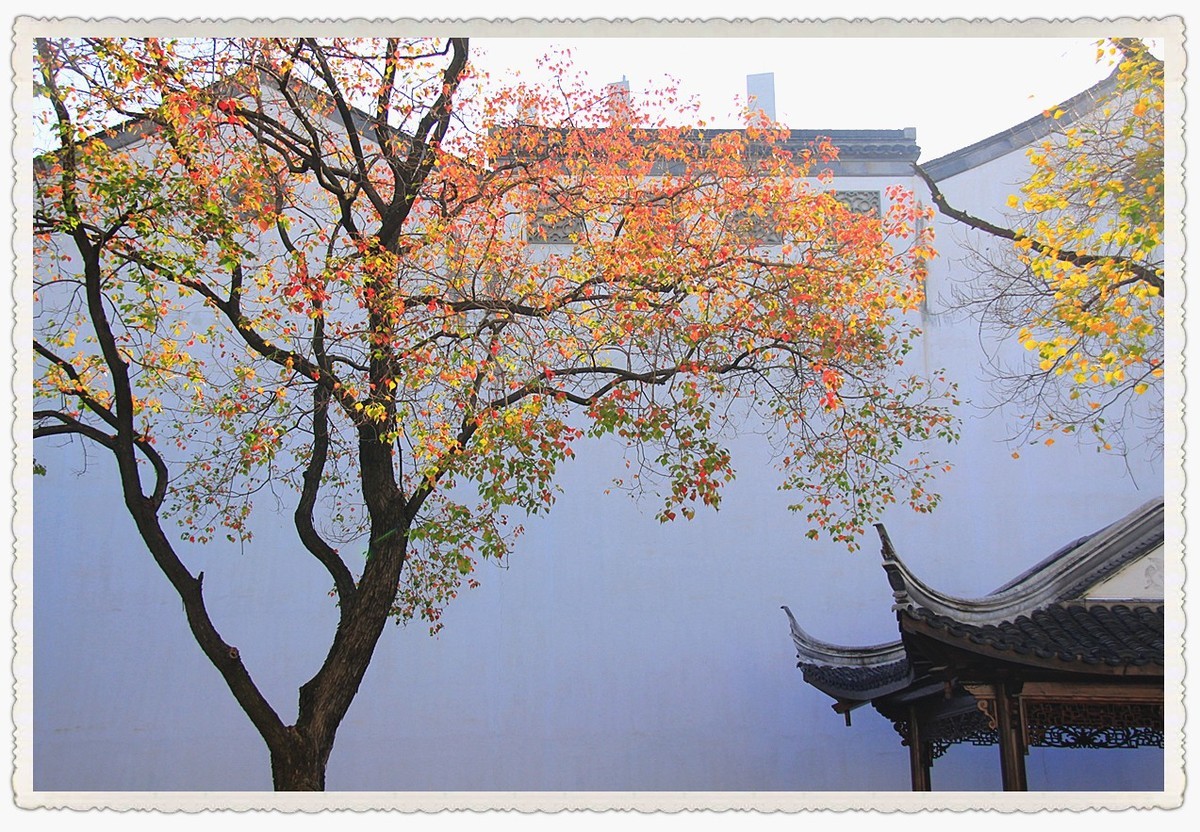 深秋时节的南京