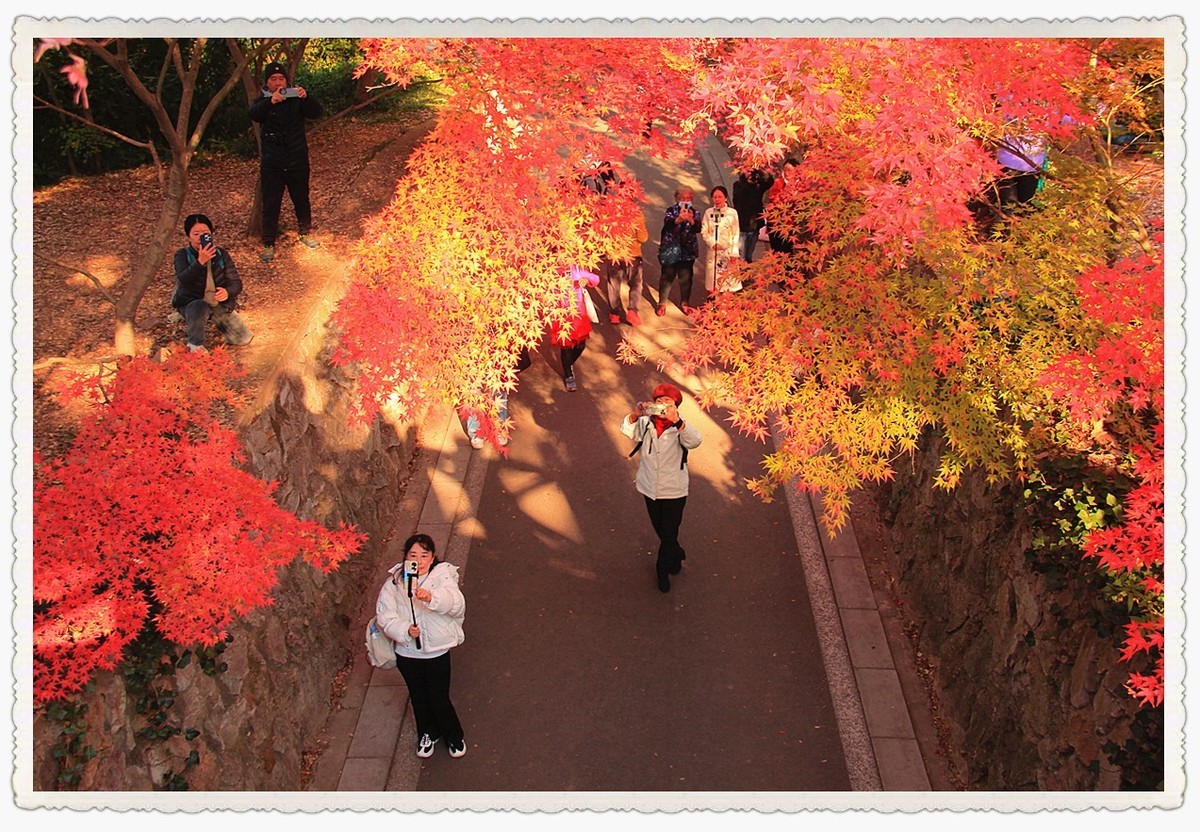 深秋时节的南京