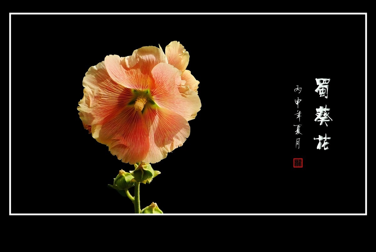 一组蜀葵花祝大家除夕快乐！喜迎新春！