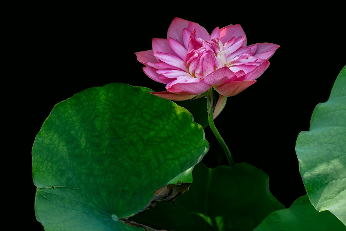 （又是一年荷花开）《夏日杂诗》   清·陈文述