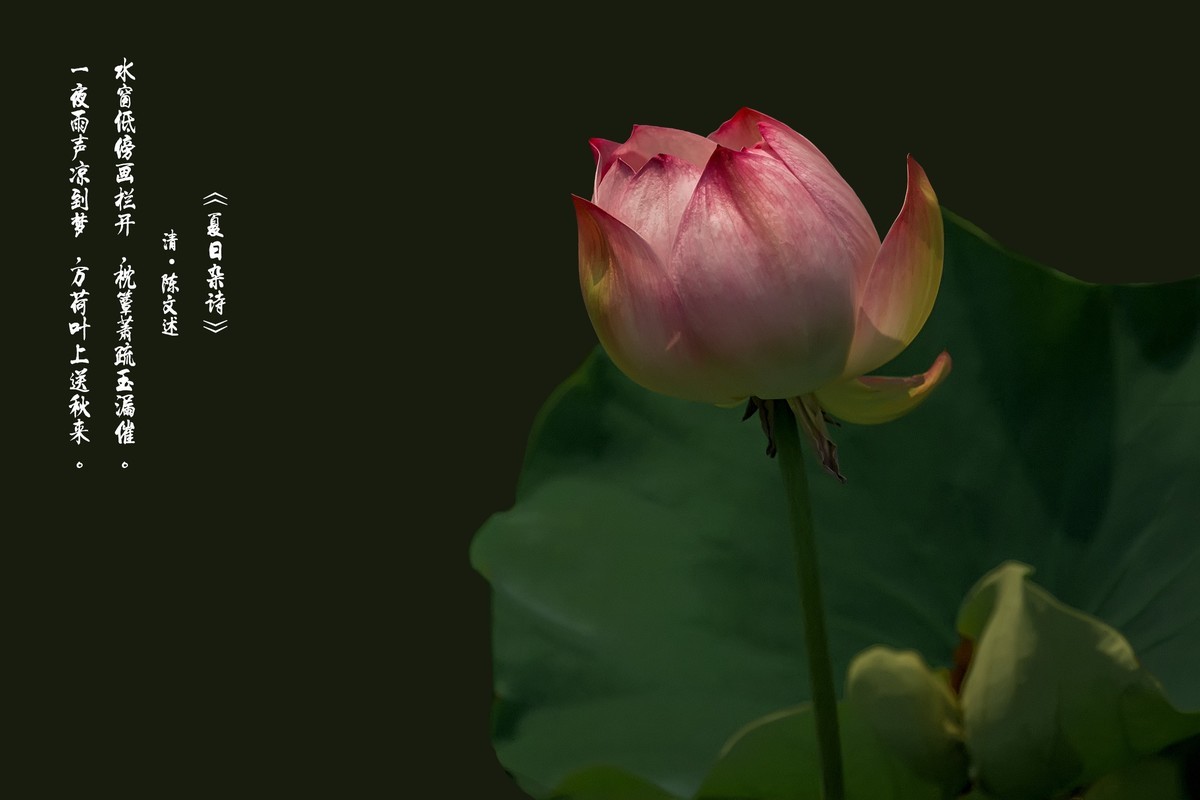 （又是一年荷花开）《夏日杂诗》   清·陈文述