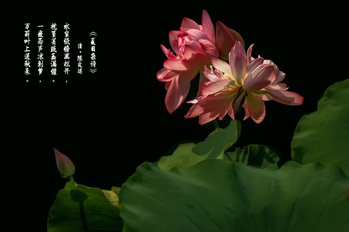 （又是一年荷花开）《夏日杂诗》   清·陈文述