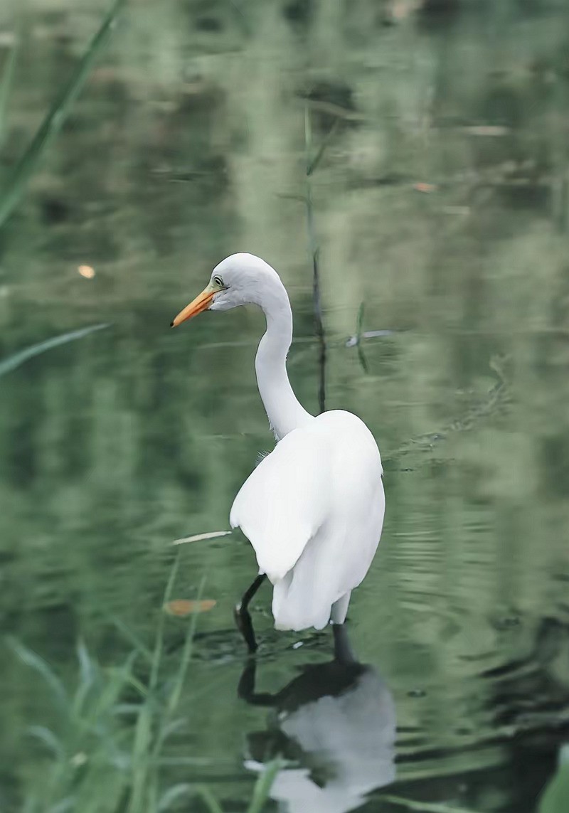 西湖公园白鹭[高速连拍]