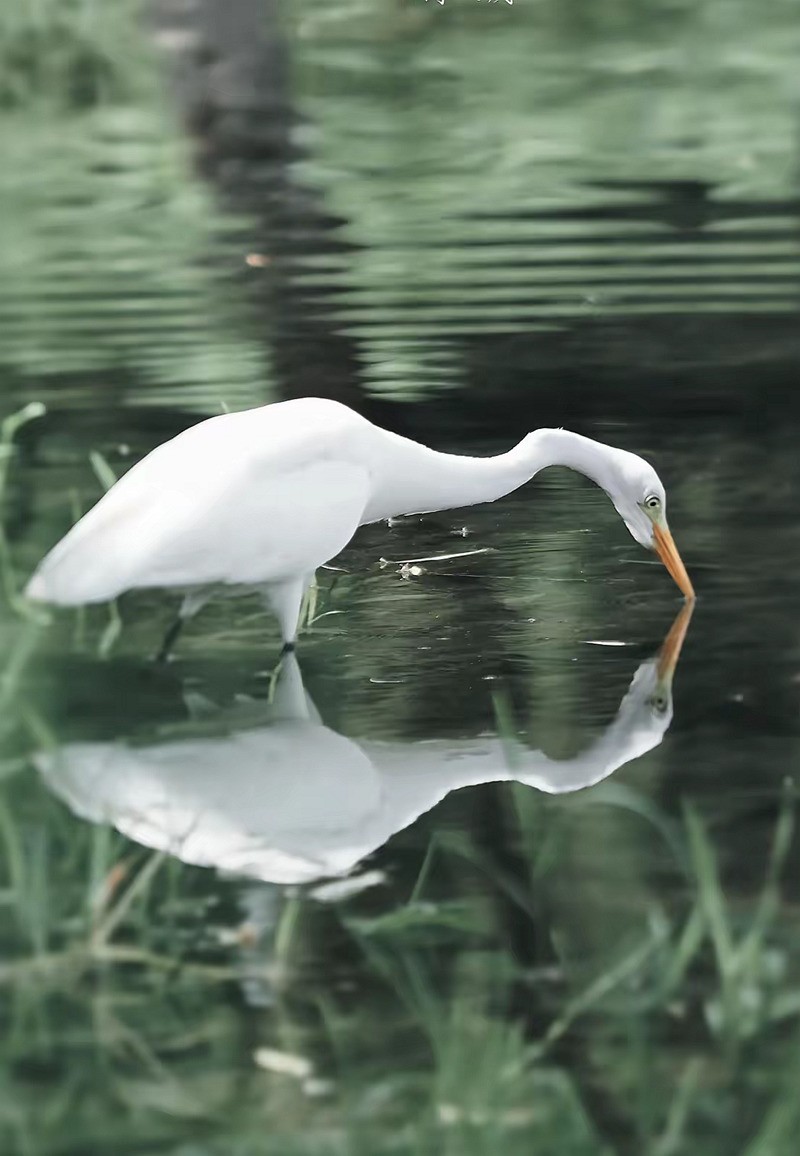 西湖公园白鹭[高速连拍]