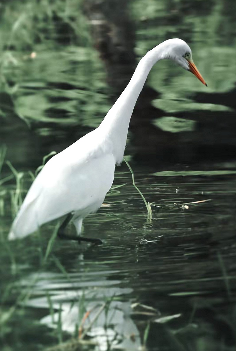 西湖公园白鹭[高速连拍]