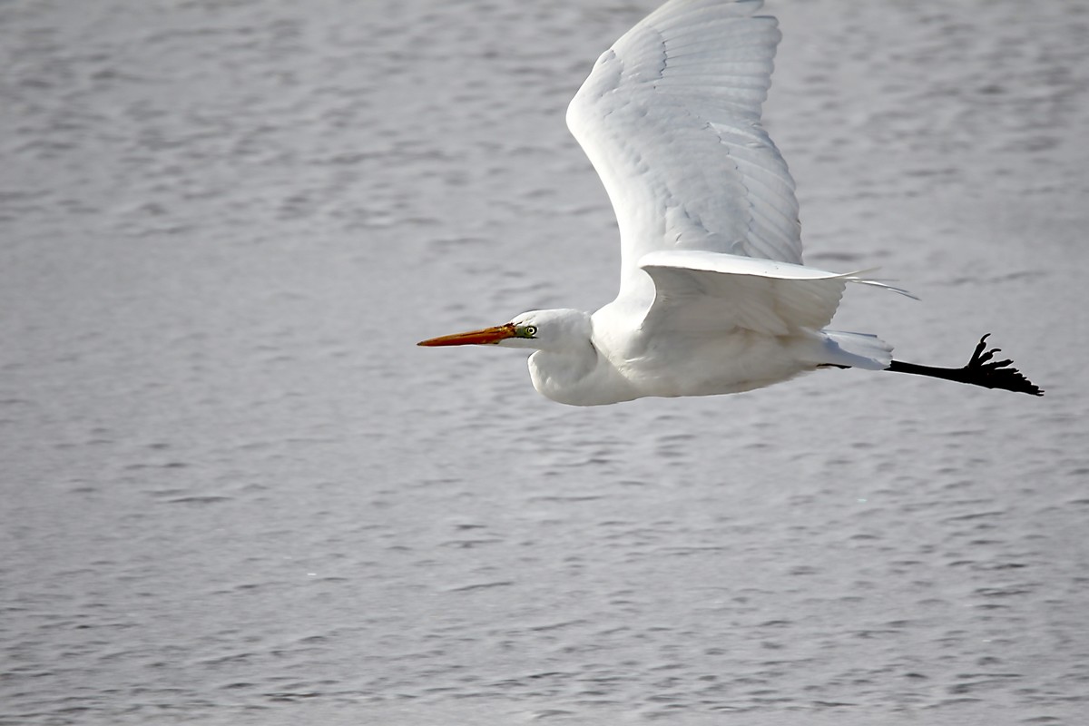 乌海湖上的白鹭