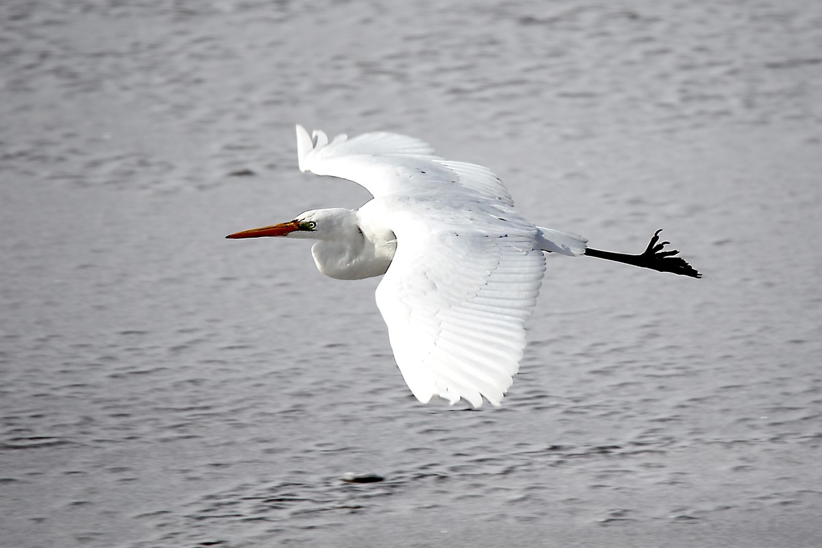 乌海湖上的白鹭