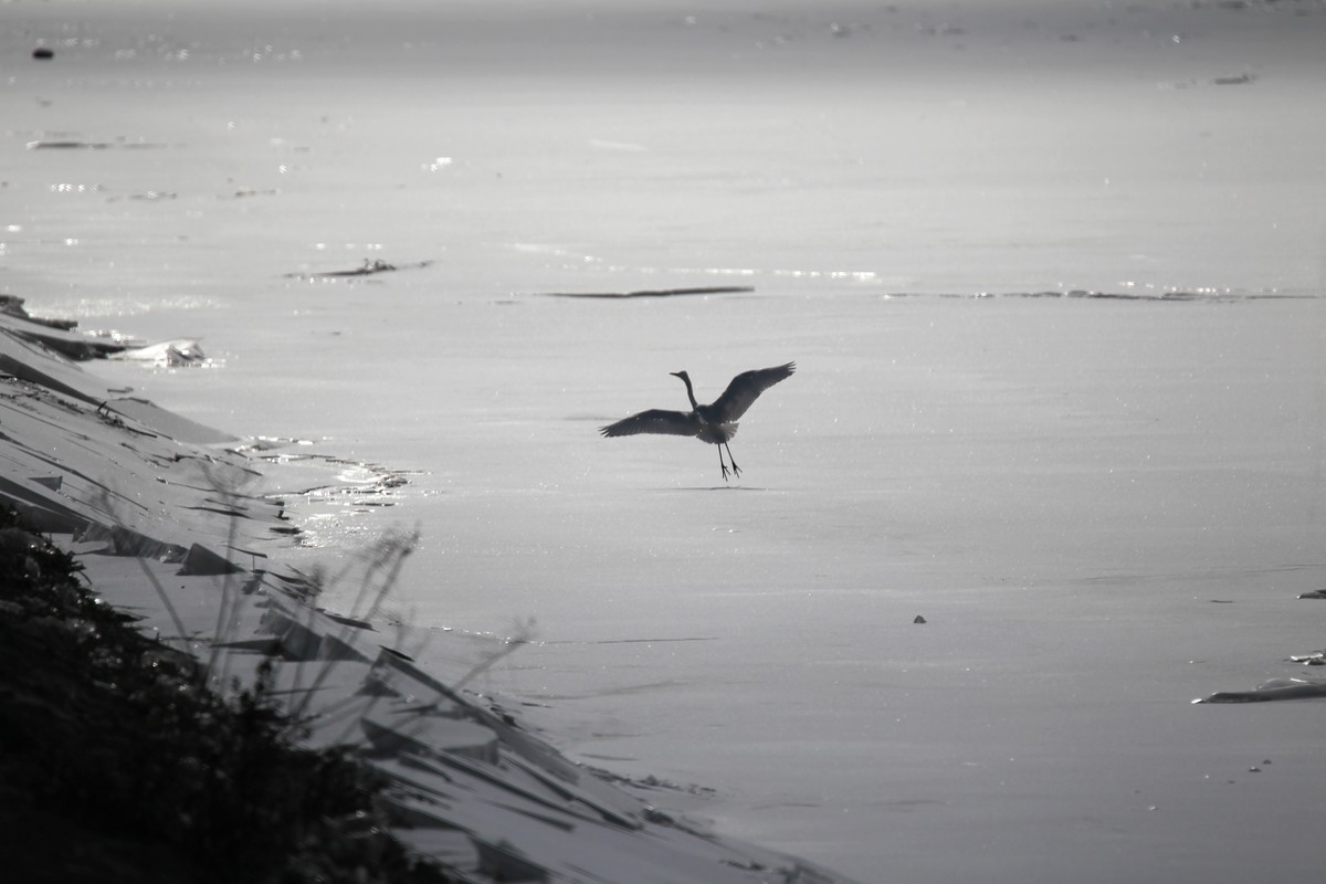 乌海湖上的白鹭