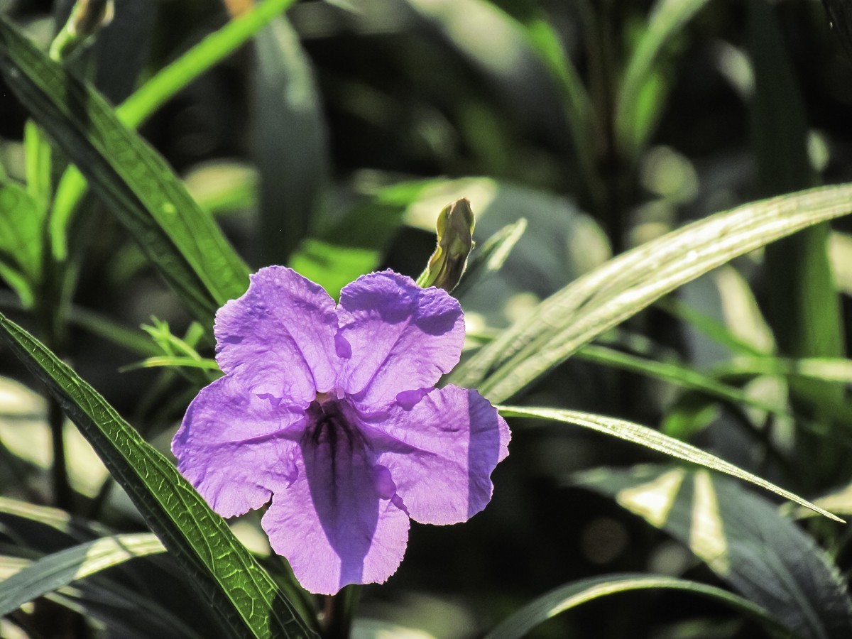 蓝花草
