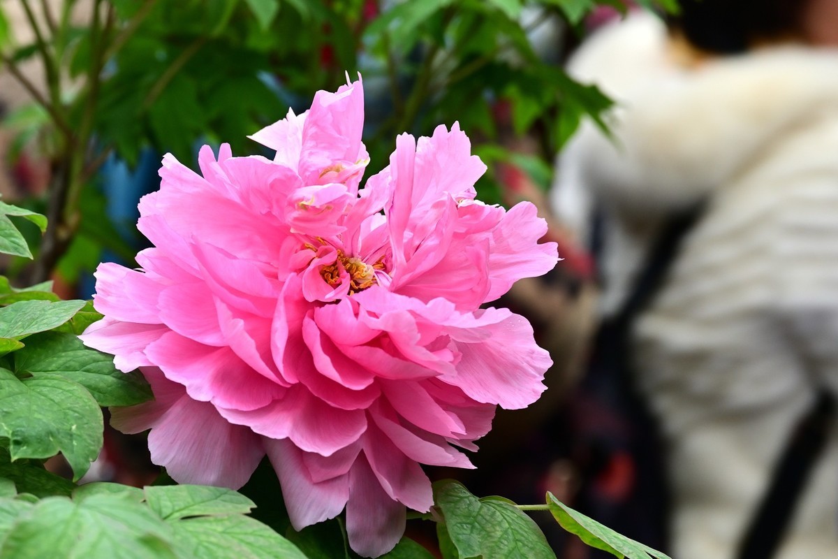 【高清图】华南植物园第十届牡丹花展（2.5）（1）-中关村在线摄影论坛