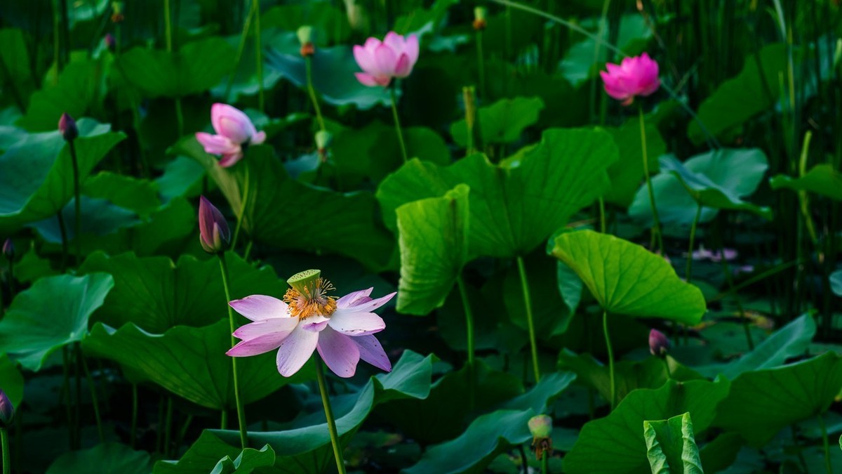 荷花季●赏荷●宽幅荷景（续）