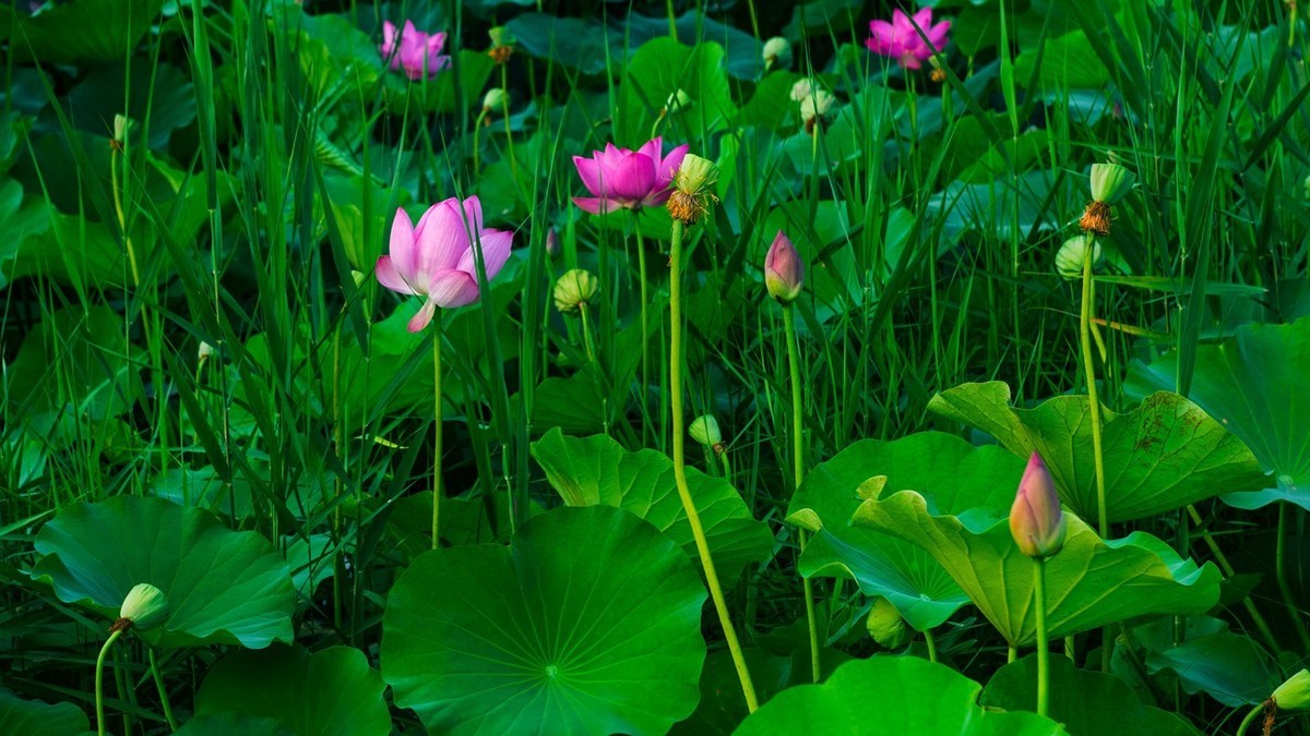 荷花季●赏荷●宽幅荷景（续）