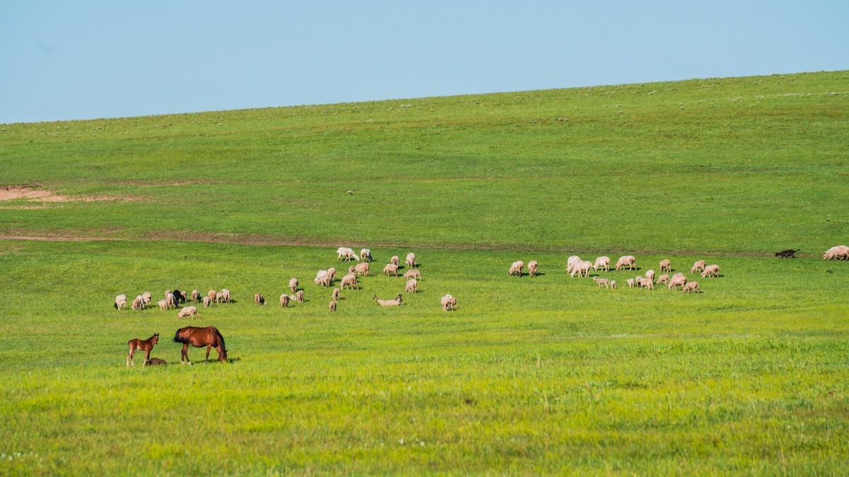 21.6 夏日的草原（九）------绿绿的草原，休闲的景色