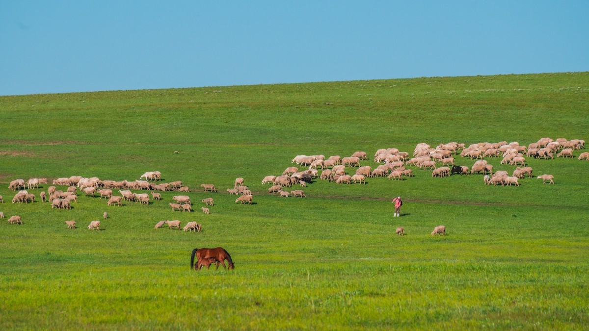 21.6 夏日的草原（九）------绿绿的草原，休闲的景色