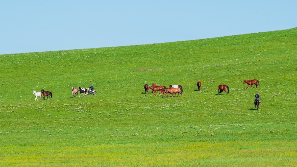 21.6 夏日的草原（九）------绿绿的草原，休闲的景色
