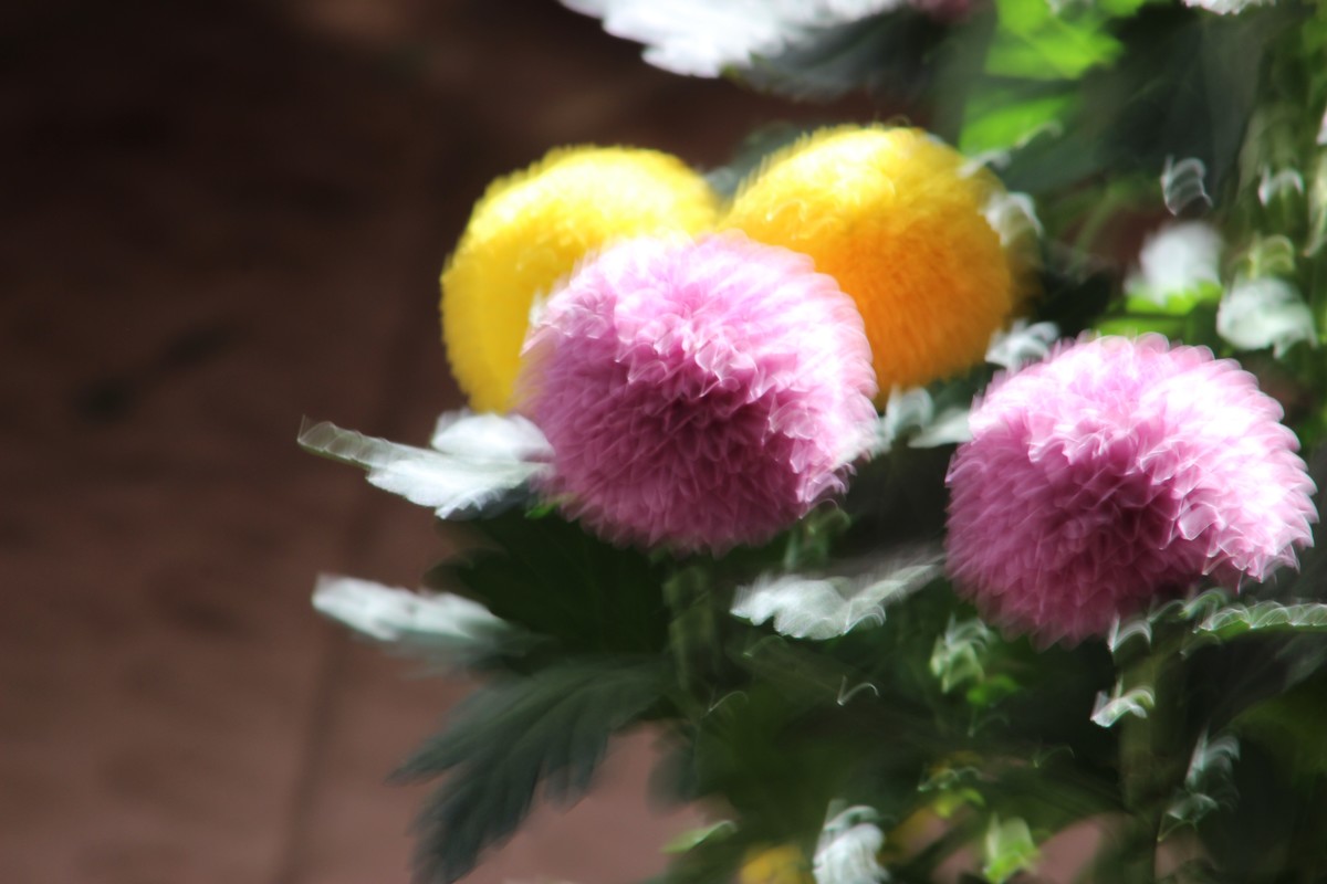 阳台拍乒乓球菊（4）