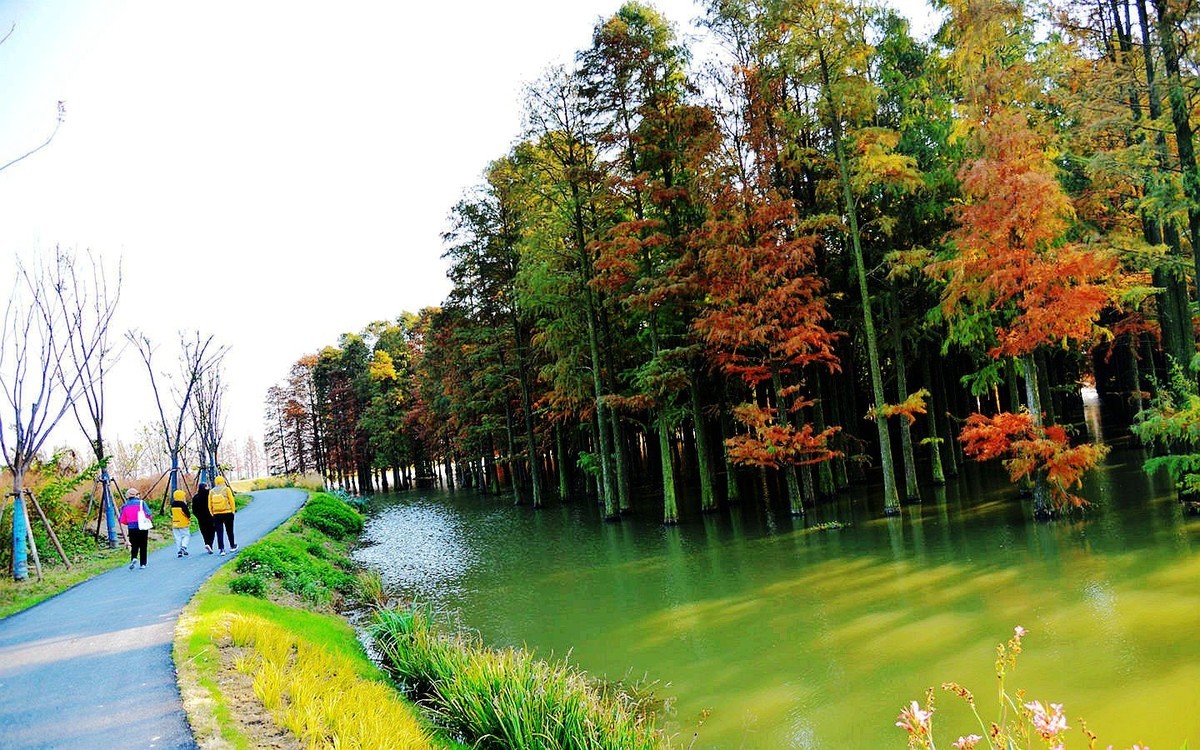大汉塘水杉