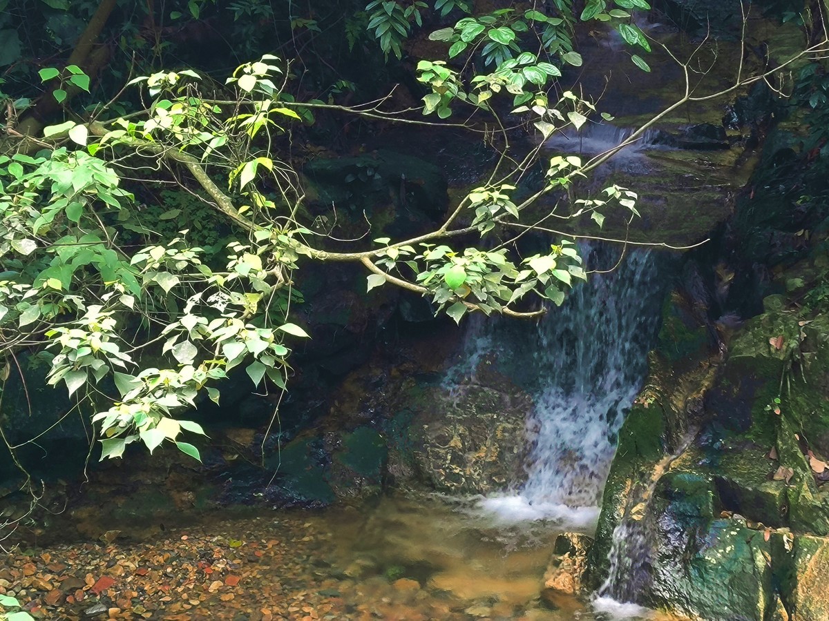 手机随拍鼎湖山（三）