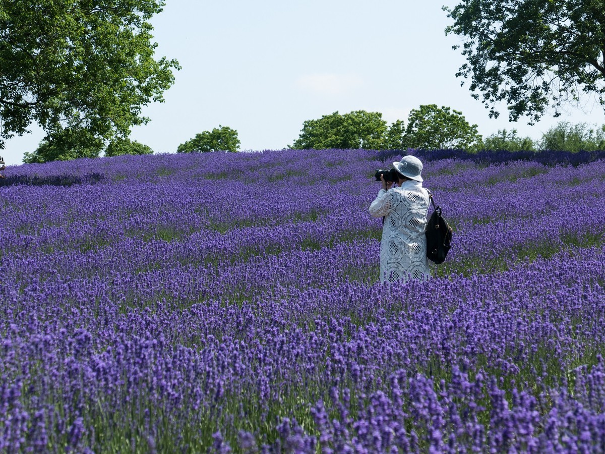 上海薰衣草公园（2）