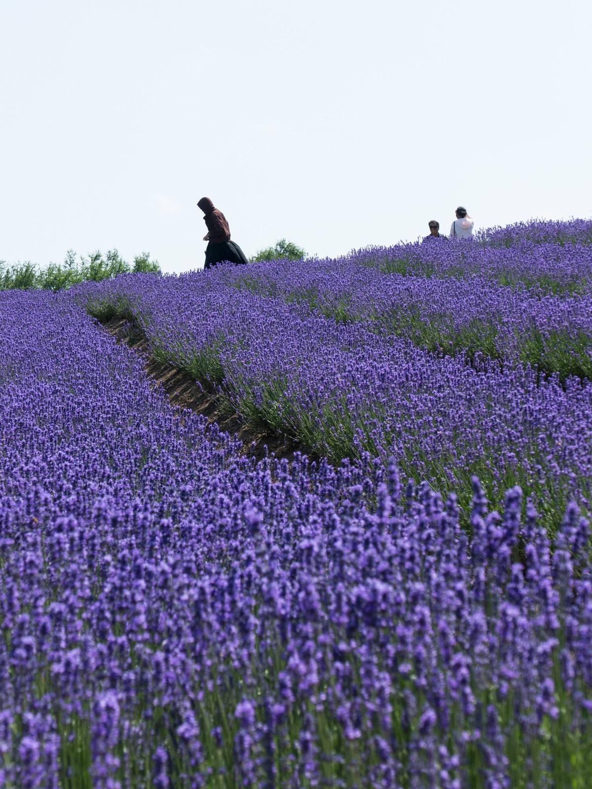 上海薰衣草公园（2）