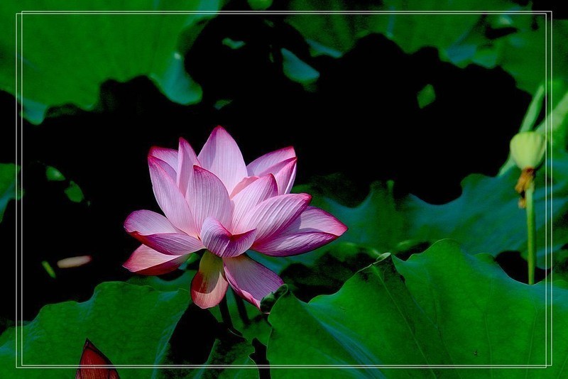 芙蓉仙子舞人间=11