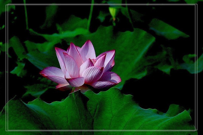 芙蓉仙子舞人间=11