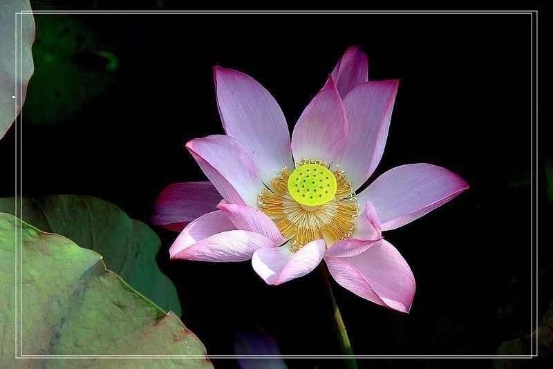 芙蓉仙子舞人间=11
