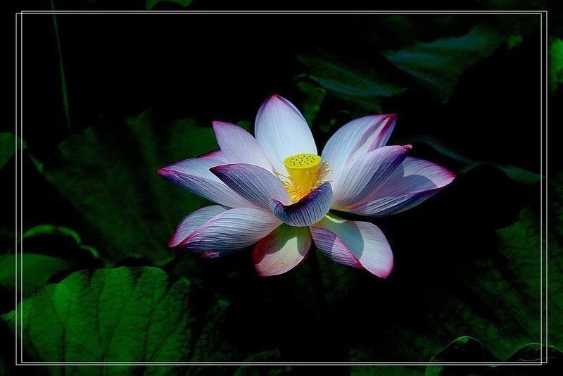 芙蓉仙子舞人间=11