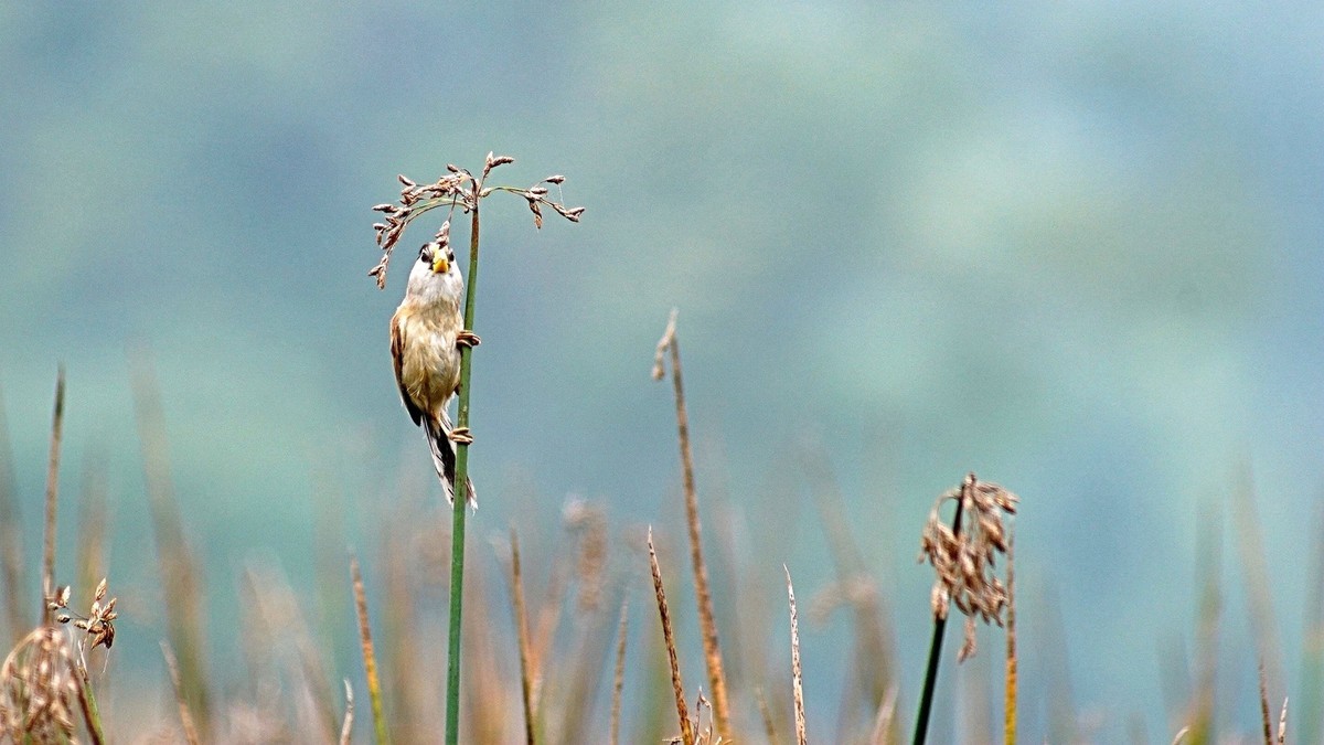 湿地公园拍鸟儿    震旦鸦雀