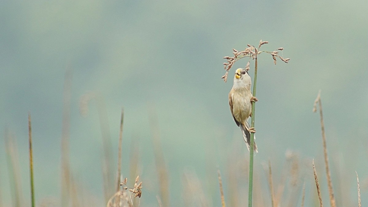 湿地公园拍鸟儿    震旦鸦雀