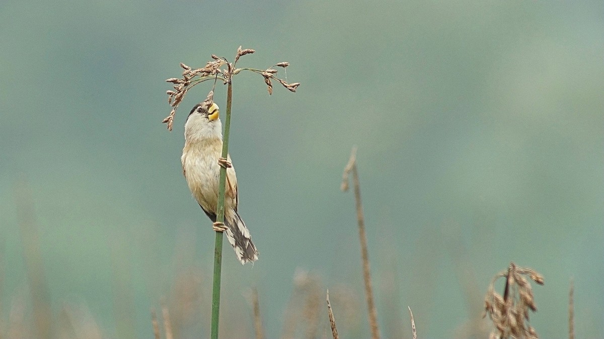 湿地公园拍鸟儿    震旦鸦雀