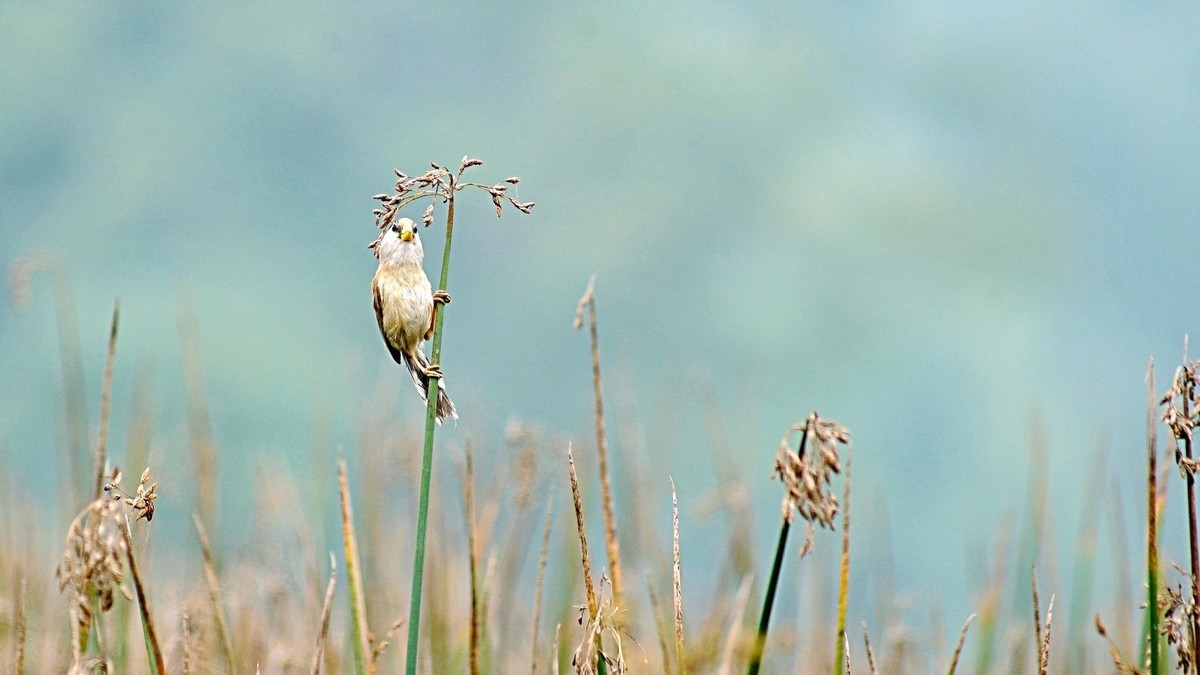 湿地公园拍鸟儿    震旦鸦雀