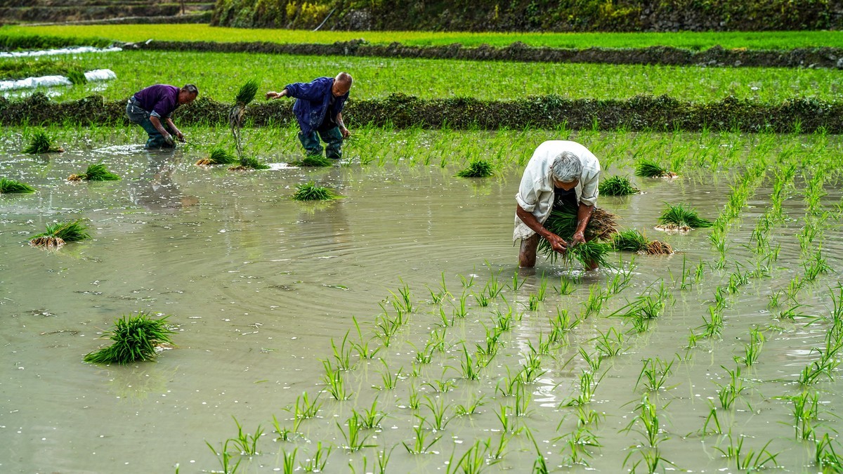 在希望的田野上-3